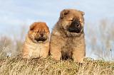 CHOW CHOW 207